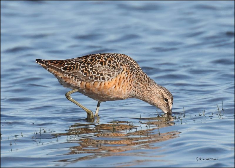 Long-billed Dowitcher, Wagoner Co., OK, 4-29-2024_2861z.jpg