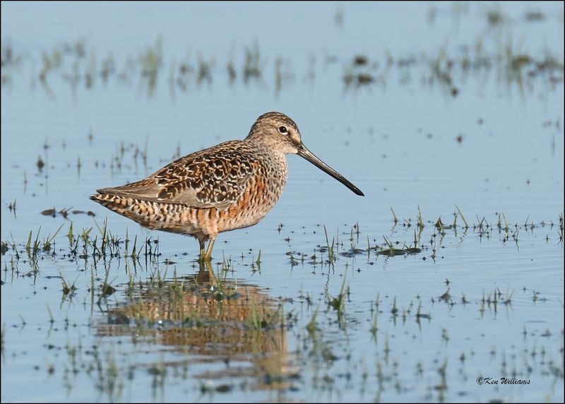 Long-billed Dowitcher, Wagoner Co., OK, 4-29-2024_2893z.jpg