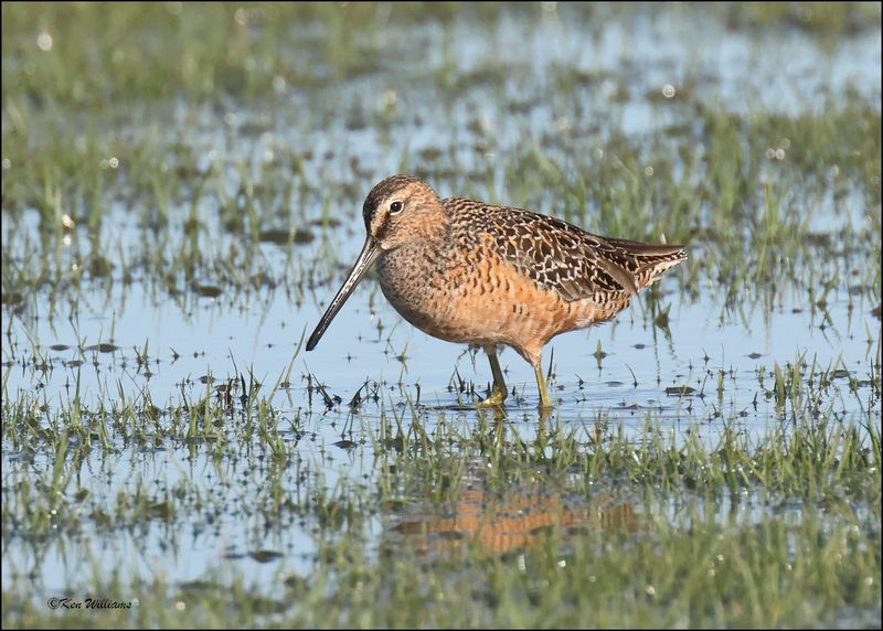 Long-billed Dowitcher, Wagoner Co., OK, 4-29-2024_2921z.jpg