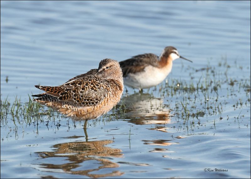 Long-billed Dowitcher, Wagoner Co., OK, 4-29-2024_3107.jpg