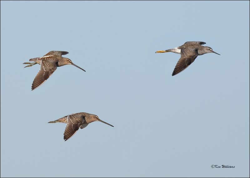 Long-billed Dowitchers & Lesser Yellowlegs, Wagoner Co., OK, 4-29-2024_2716z.jpg