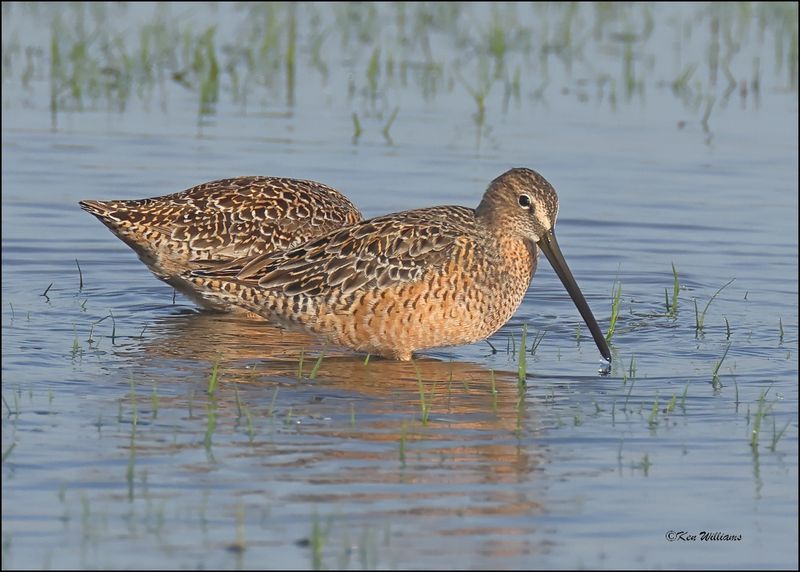 Long-billed Dowitchers, Wagoner Co, OK, 5-7-2024_3875z.jpg