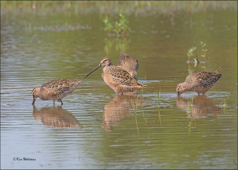 Long-billed Dowitchers, Wagoner Co, OK, 5-7-2024_4641z.jpg