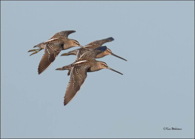 Long-billed Dowitchers, Wagoner Co., OK, 4-29-2024_2720z.jpg