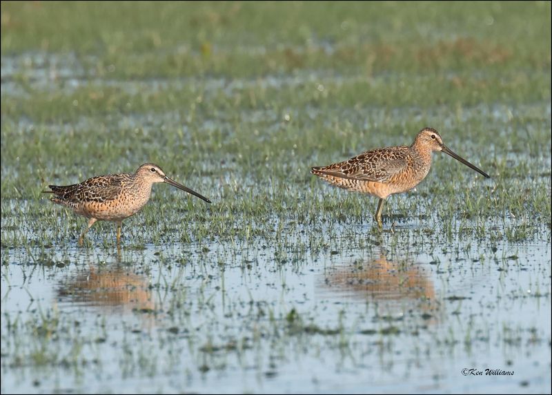 Long-billed Dowitchers, Wagoner Co., OK, 4-29-2024_2736z.jpg