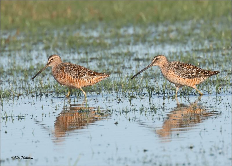 Long-billed Dowitchers, Wagoner Co., OK, 4-29-2024_2740z.jpg