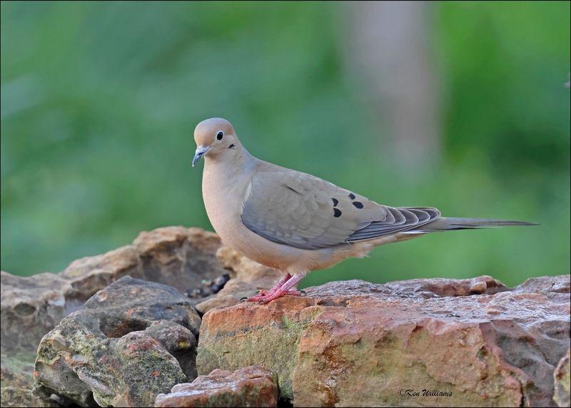Mourning Dove, Rogers Co. yard, OK, 3-22-2024_4450Dz.jpg