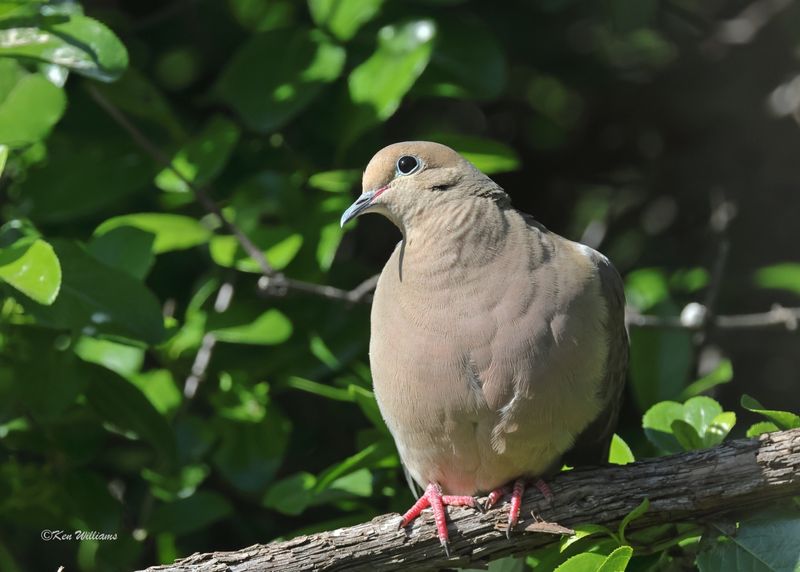 Mourning Dove, Rogers Co. yard, OK, 4-22-2024_2673z.jpg