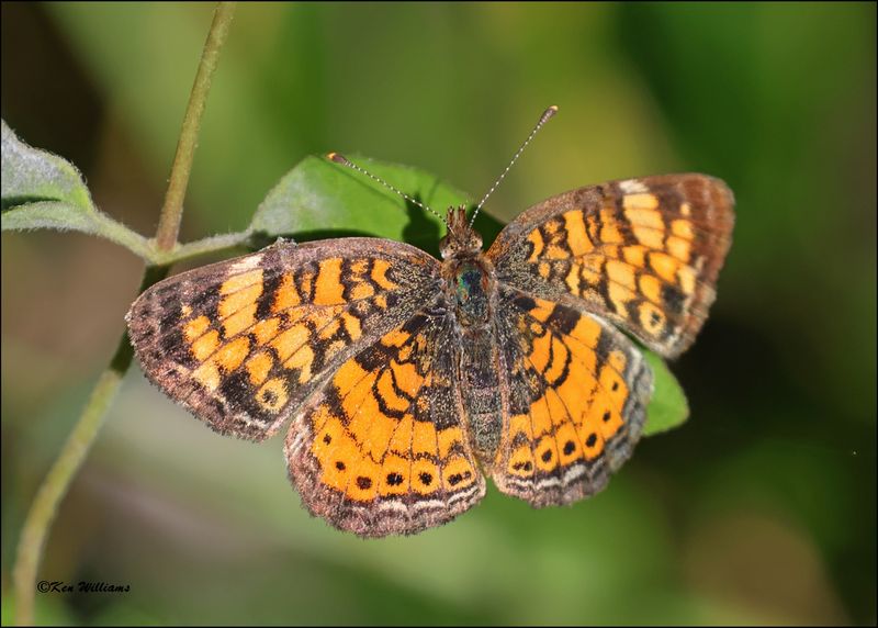 Pearl Crescent, Wagoner Co, OK, 4-21-2024_2602z.jpg