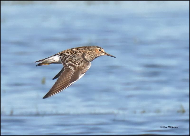 Pectoral Sandpiper, Wagoner Co., OK, 4-29-2024_3158z.jpg