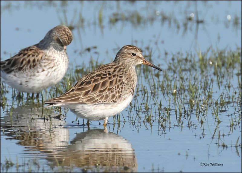 Pectoral Sandpiper, Wagoner Co., OK, 4-29-2024_3221z.jpg