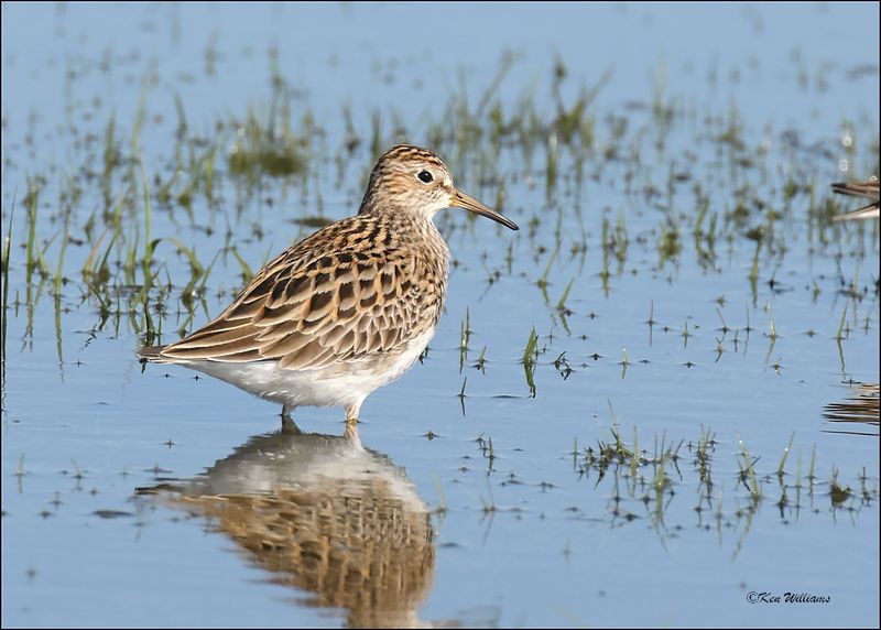 Pectoral Sandpiper, Wagoner Co., OK, 4-29-2024_3231z.jpg