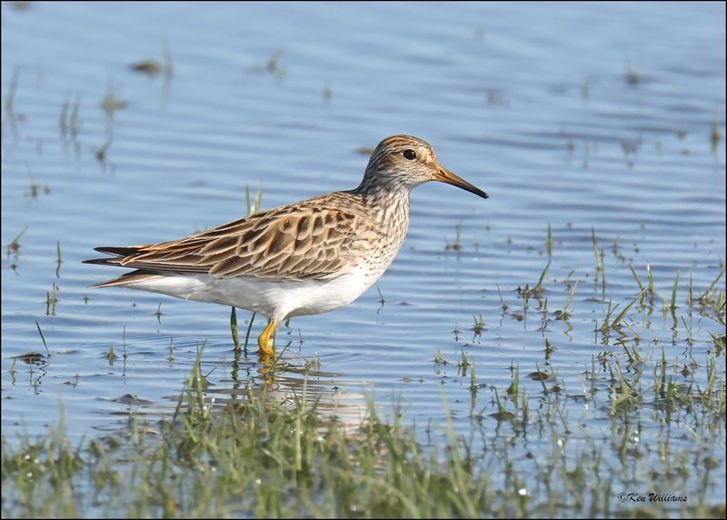 Pectoral Sandpiper, Wagoner Co., OK, 4-29-2024_3243z.jpg