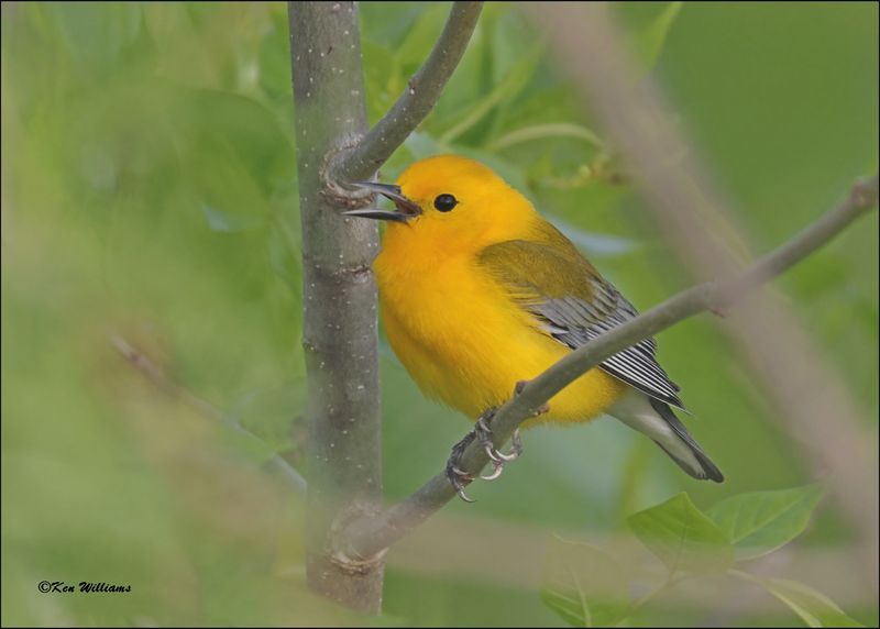 Prothonatary Warbler, Wagoner Co, OK, 4-21-2024_2277Dlz.jpg
