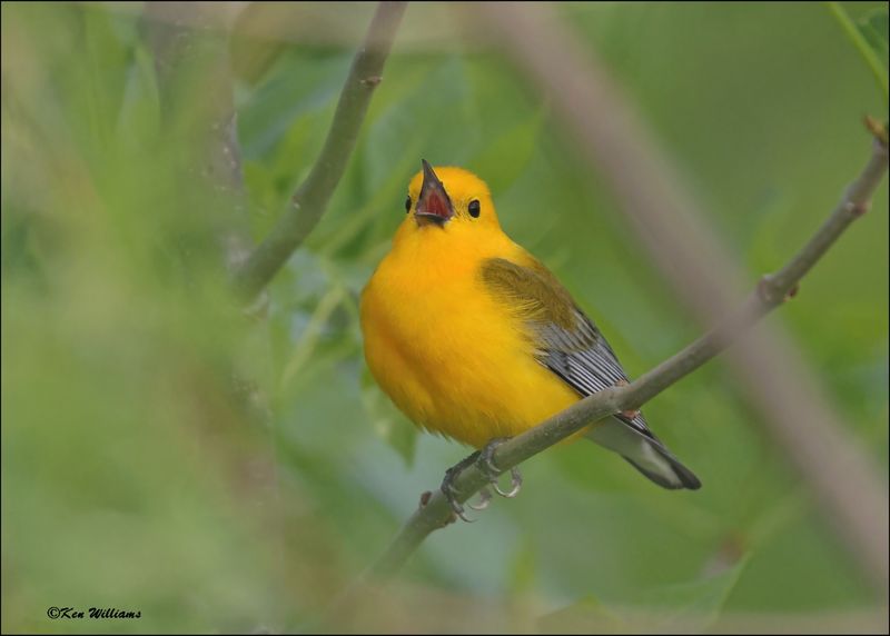 Prothonatary Warbler, Wagoner Co, OK, 4-21-2024_2287Dlz.jpg