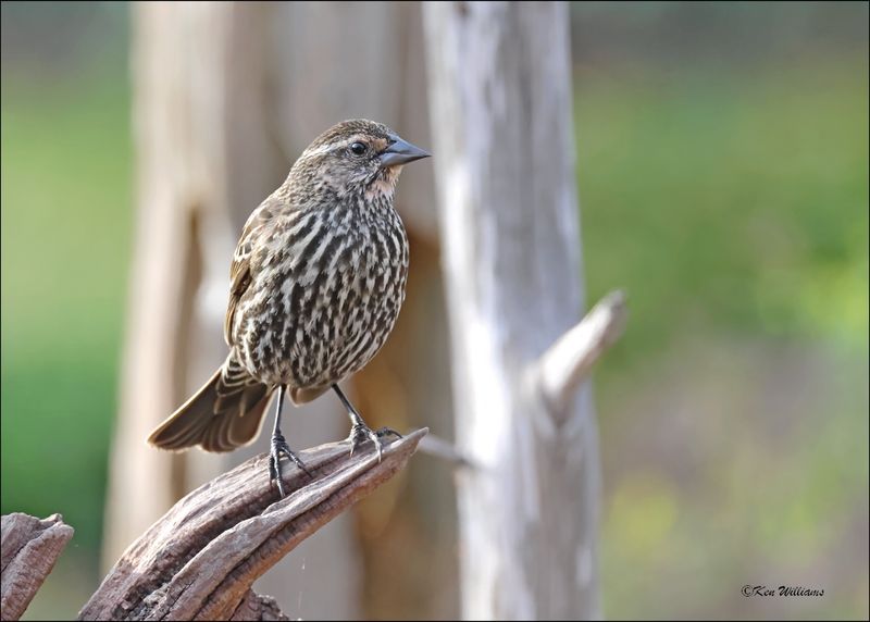 Redwinged Blackbird female, Rogers Co. yard, OK, 3-22-2024_4544Dz.jpg