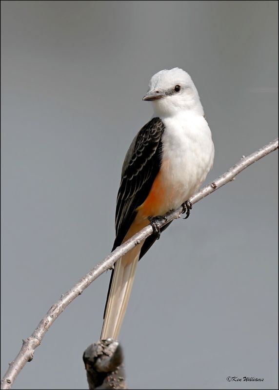 Scissor-tailed Flycatcher, Ft Gibson Lake, OK, 4-12-2024_2219Dz.jpg