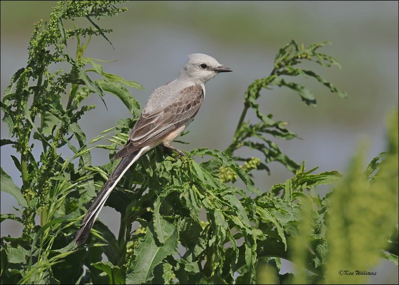 Scissor-tailed Flycatcher, Wagoner Co, OK, 5-7-2024_4500z.jpg