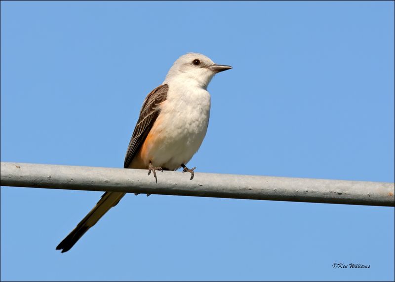 Scissor-tailed Flycatcher, Wagoner Co., OK, 4-29-2024_3584z.jpg