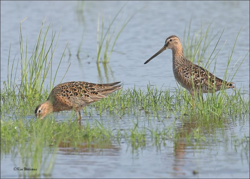 Short-billed Dowitcher & Long-billed Dowitcher, Wagoner Co, OK, 5-7-2024_3991z.jpg