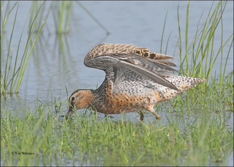 Short-billed Dowitcher, Wagoner Co, OK, 5-7-2024_4008z.jpg
