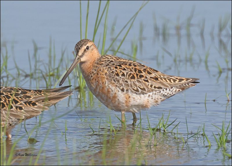 Short-billed Dowitcher, Wagoner Co, OK, 5-7-2024_4087z.jpg