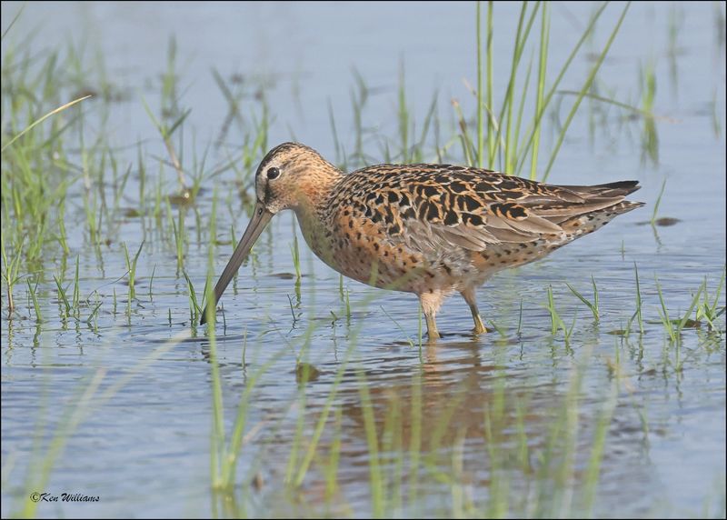 Short-billed Dowitcher, Wagoner Co, OK, 5-7-2024_4113z.jpg