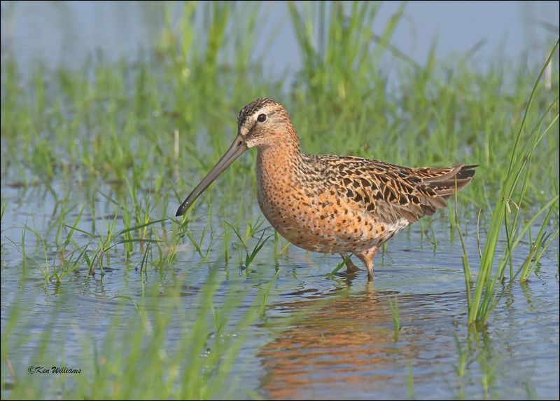 Short-billed Dowitcher, Wagoner Co, OK, 5-7-2024_4153z.jpg