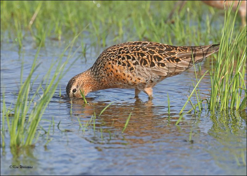 Short-billed Dowitcher, Wagoner Co, OK, 5-7-2024_4167z.jpg