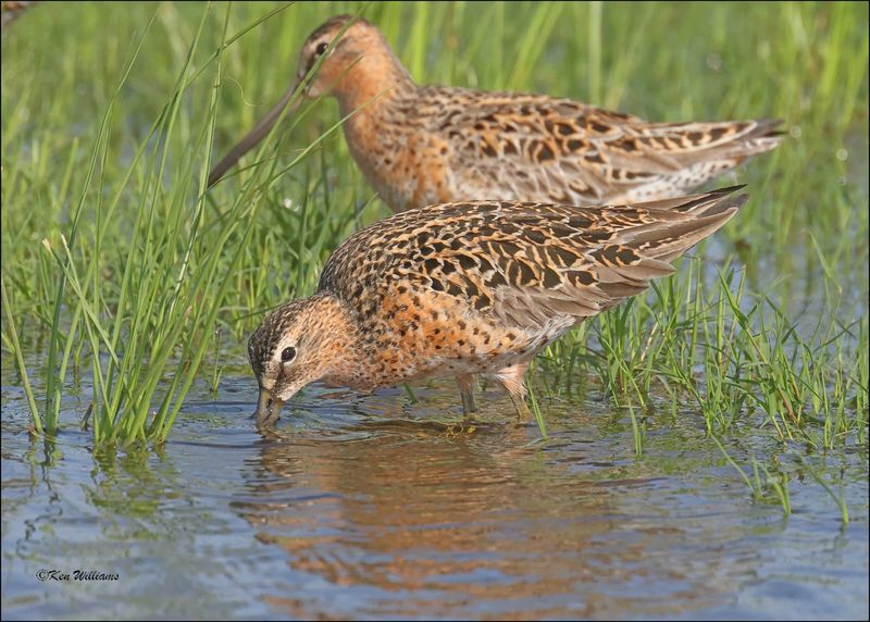 Short-billed Dowitchers, Wagoner Co, OK, 5-7-2024_4205z.jpg