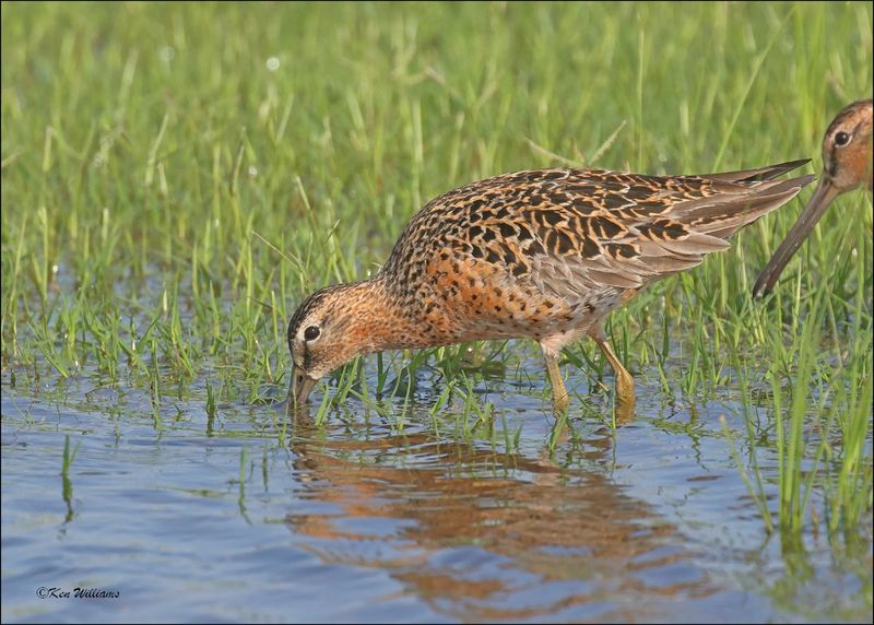 Short-billed Dowitcher, Wagoner Co, OK, 5-7-2024_4229z.jpg