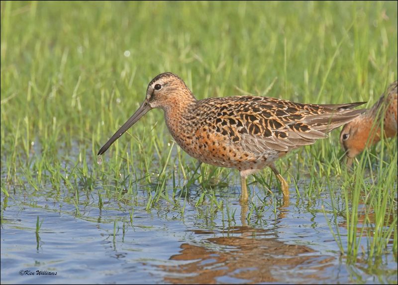 Short-billed Dowitcher, Wagoner Co, OK, 5-7-2024_4235z.jpg