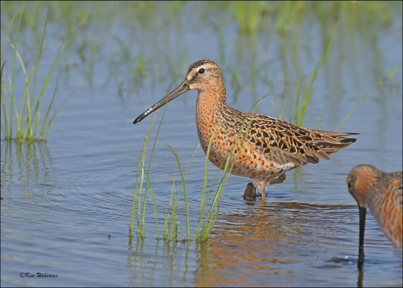 Short-billed Dowitcher, Wagoner Co, OK, 5-7-2024_4288z.jpg