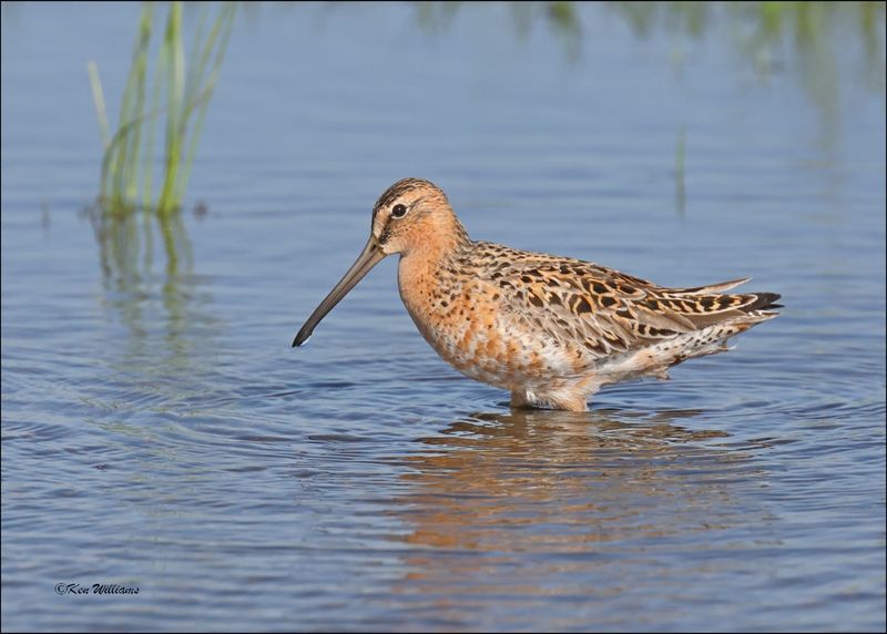 Short-billed Dowitcher, Wagoner Co, OK, 5-7-2024_4317z.jpg