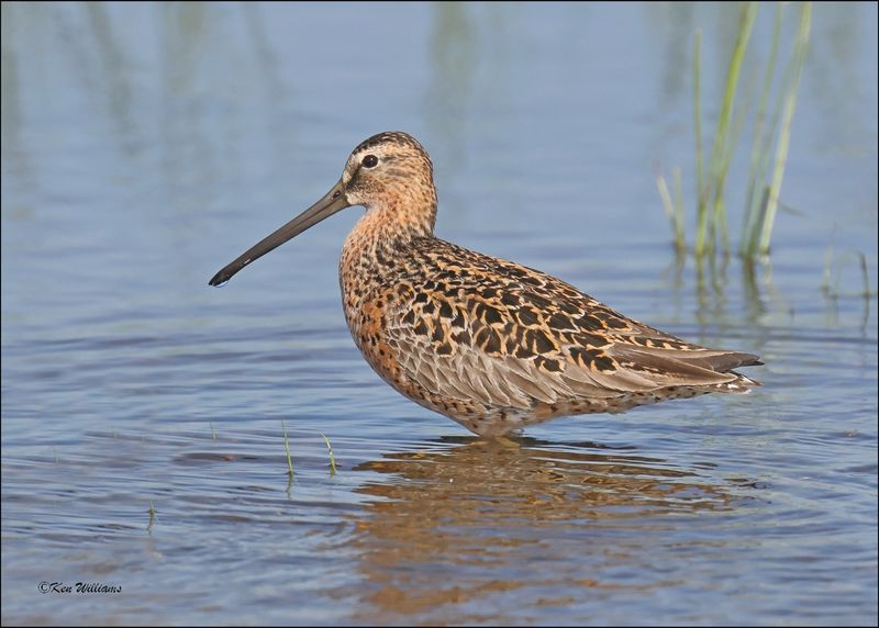Short-billed Dowitcher, Wagoner Co, OK, 5-7-2024_4321z.jpg