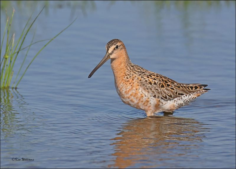 Short-billed Dowitcher, Wagoner Co, OK, 5-7-2024_4349z.jpg