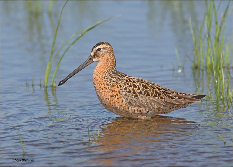 Short-billed Dowitcher, Wagoner Co, OK, 5-7-2024_4350z.jpg