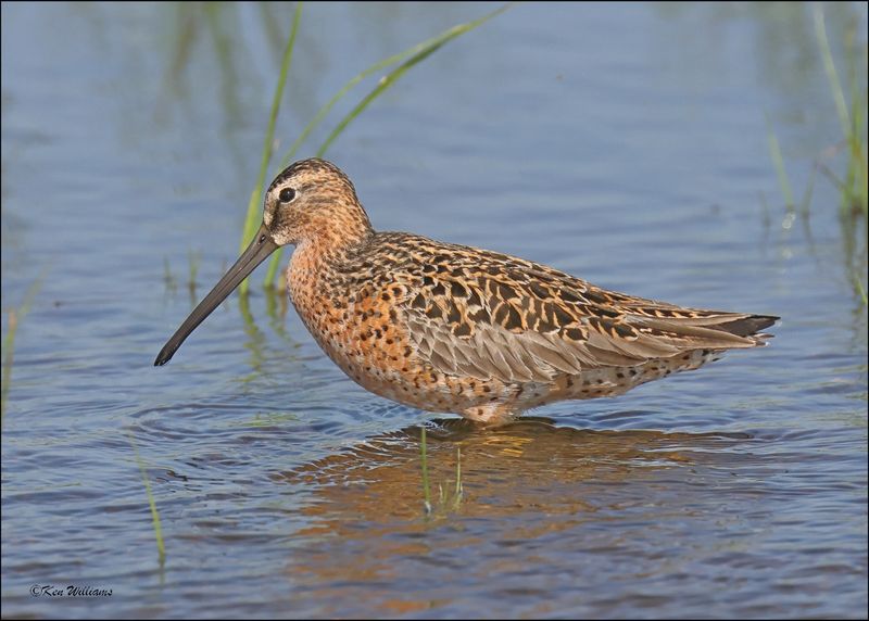 Short-billed Dowitcher, Wagoner Co, OK, 5-7-2024_4352z.jpg