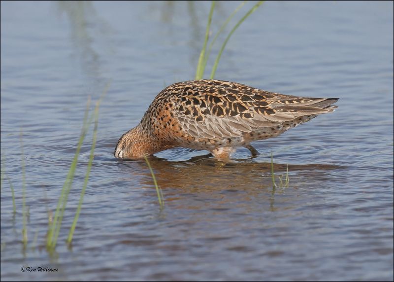 Short-billed Dowitcher, Wagoner Co, OK, 5-7-2024_4353z.jpg