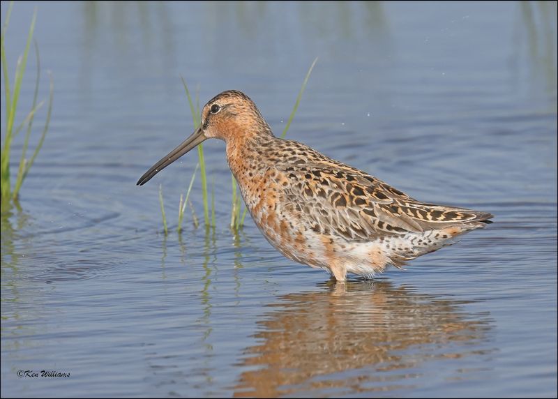 Short-billed Dowitcher, Wagoner Co, OK, 5-7-2024_4367z.jpg