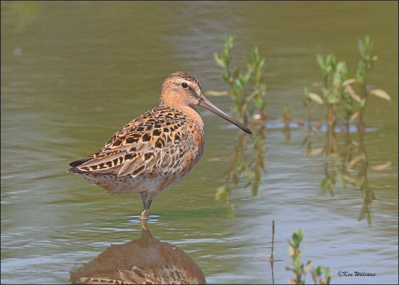 Short-billed Dowitcher, Wagoner Co, OK, 5-7-2024_4687z.jpg
