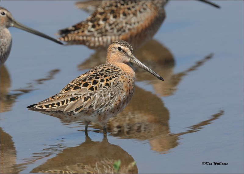 Short-billed Dowitcher, Wagoner Co, OK, 5-7-2024_4778z.jpg