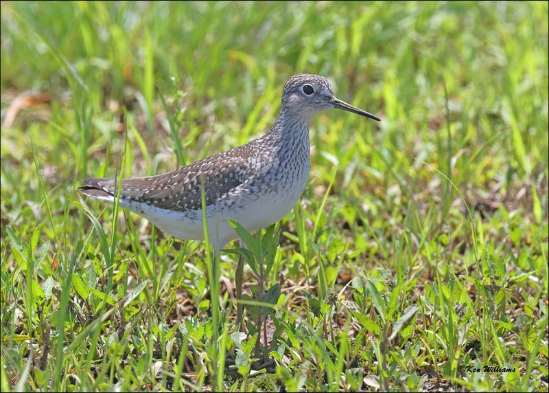 Solitary Sandpiper, Wagoner Co, OK, 5-7-2024_5198z.jpg