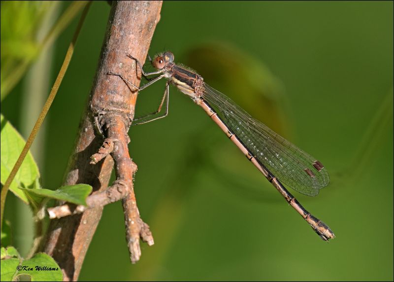 Southern Spreadwing female, Wagoner Co, OK, 4-21-2024_2544z.jpg