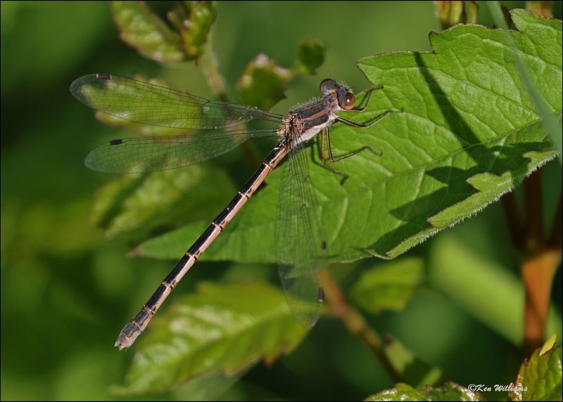 Southern Spreadwing male, Wagoner Co, OK, 4-21-2024_2460z.jpg