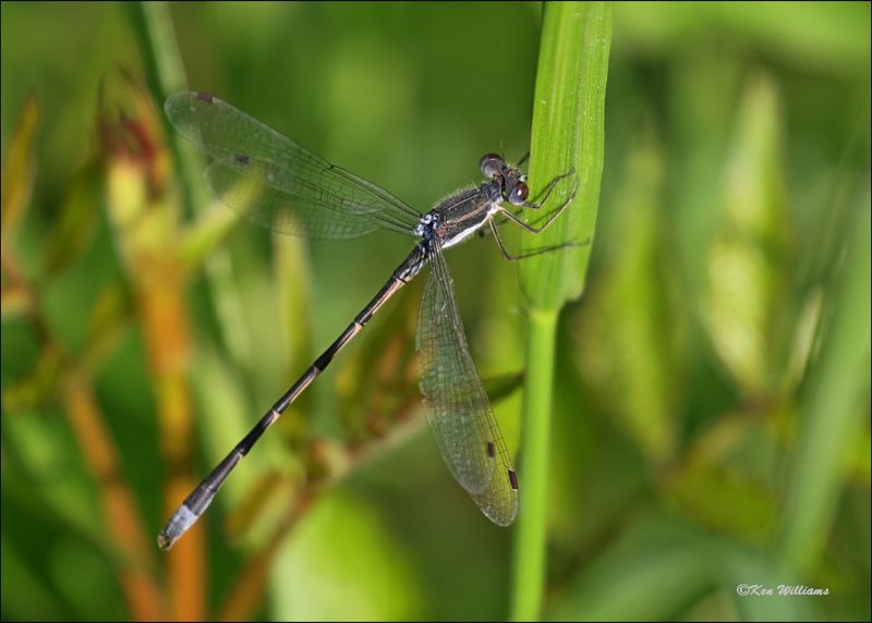 Southern Spreadwing male, Wagoner Co, OK, 4-21-2024_2497z.jpg