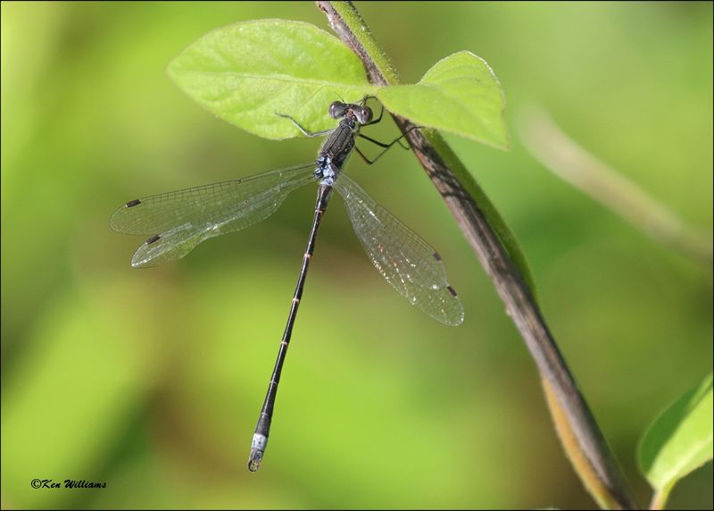 Southern Spreadwing male, Wagoner Co, OK, 4-21-2024_2578z.jpg