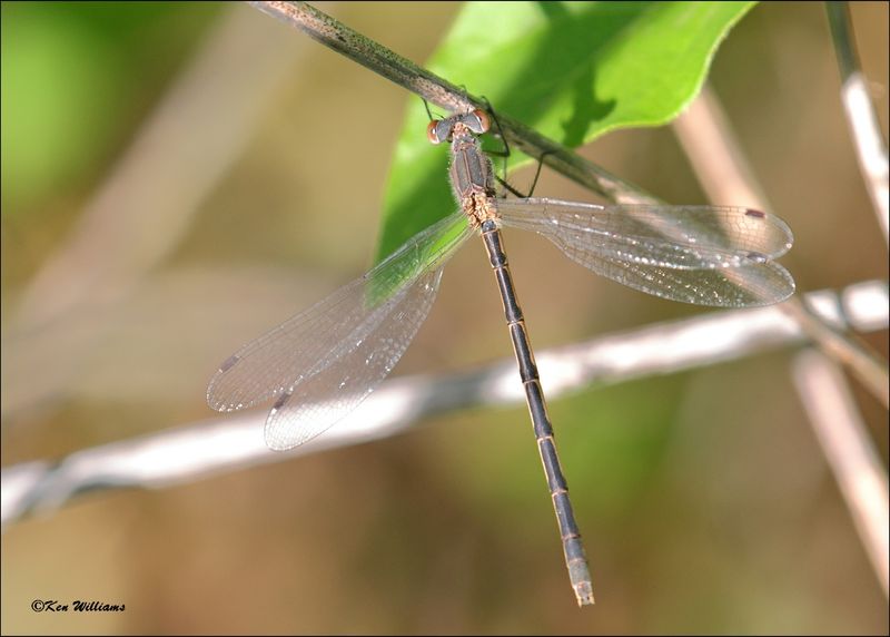 Southern Spreadwing male, Wagoner Co, OK, 4-21-2024_2589z.jpg