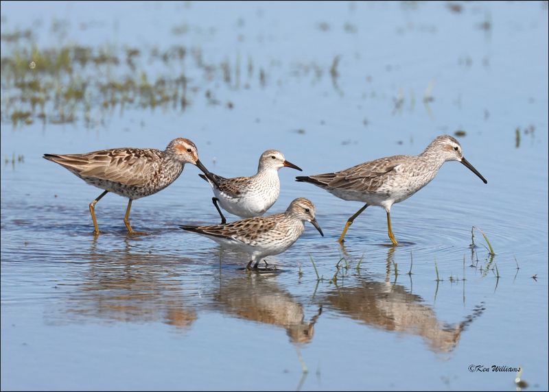 Stilt & White-rumped Sandpipers, Wagoner Co., OK, 4-29-2024_3534z.jpg