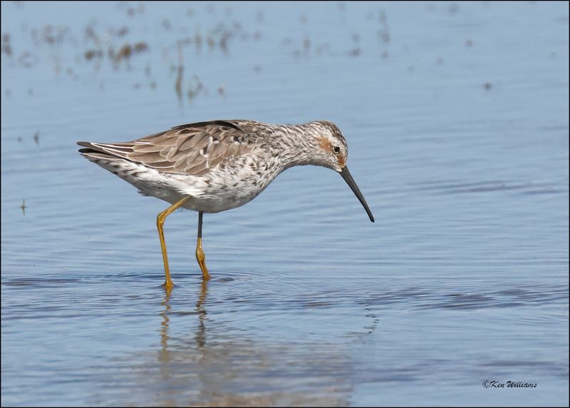 Stilt Sandpiper, Wagoner Co., OK, 4-29-2024_3543z.jpg